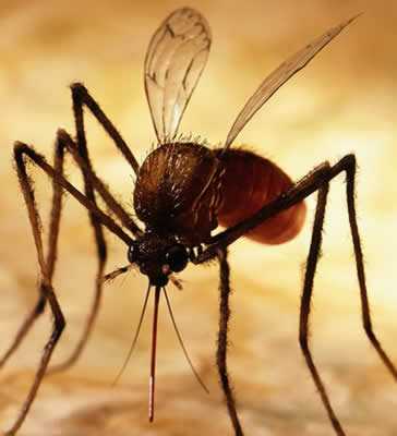 Через укусы насекомых передается огромный список сложных заболеваний