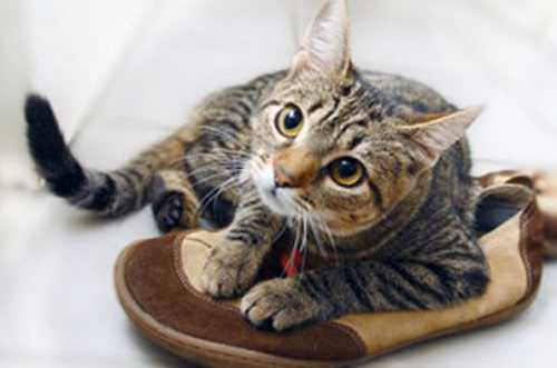 Труднее всего избавиться от запаха кошачьей мочи, если пострадала обувь из натуральной кожи, так как эти материалы очень капризны