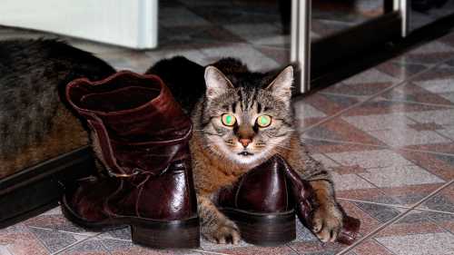 Используйте перманганат калия, чтобы убрать запах кошачьей мочи с обуви из натуральной кожи тёмных оттенков