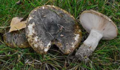 На дно банки выкладываем приправы, сверху грибы, солим их, накрываем их листиками хрена и чесноком, снова укладываем грибы